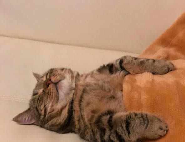 让宠物猫咪不再抓沙发的7种方法