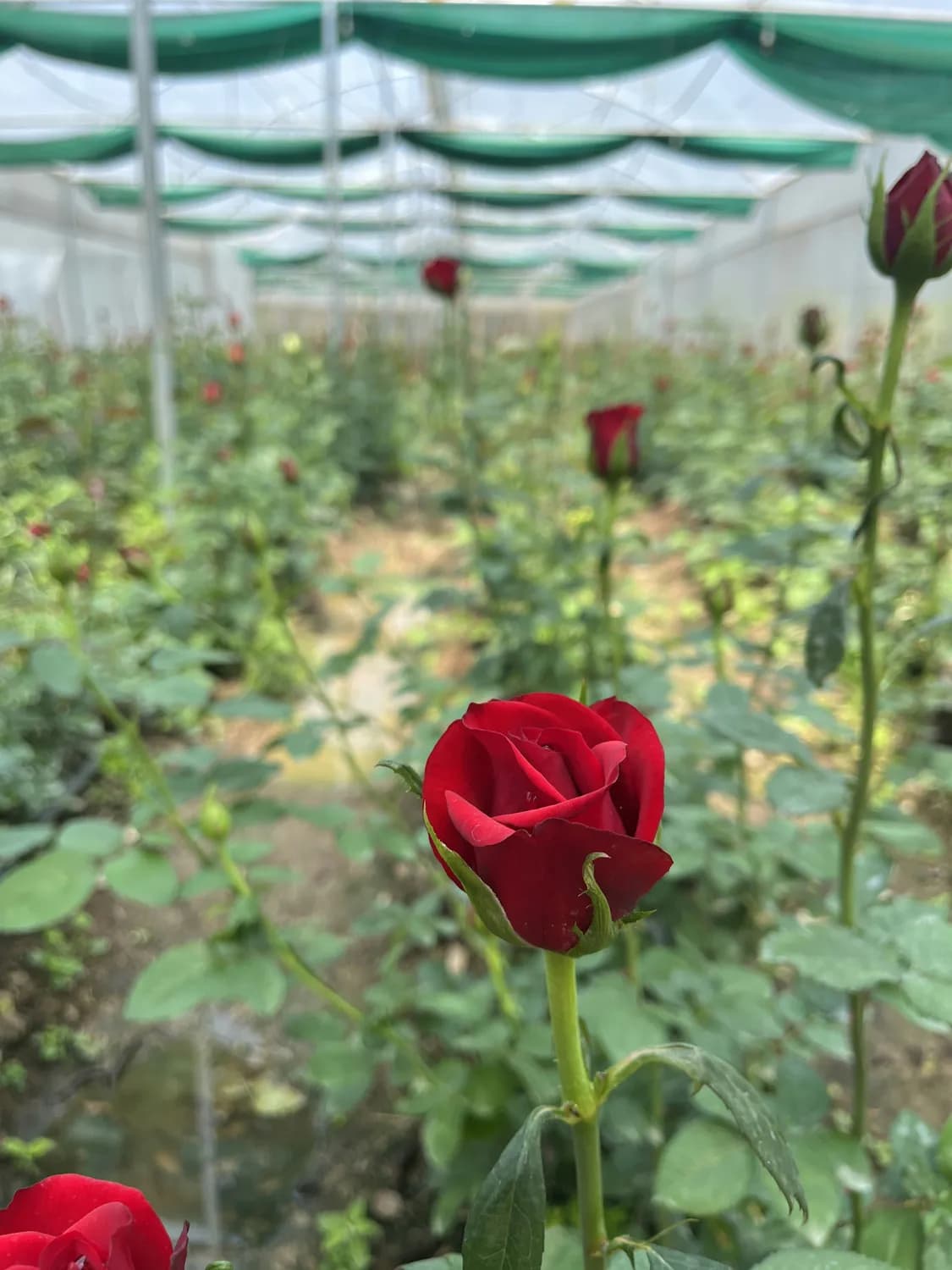 月季花嫁接技术革新：组培苗微嫁接技术引领未来