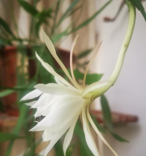 小叶昙花的养护技巧（让你的小叶昙花开花多）