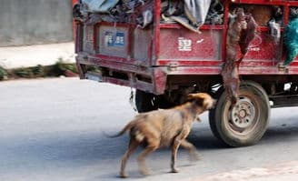 天津为什么把三轮车叫“狗骑兔子”？
