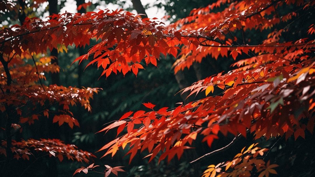六首绝美的枫叶诗词：层林尽染万山红，枫影斑驳醉晚秋
