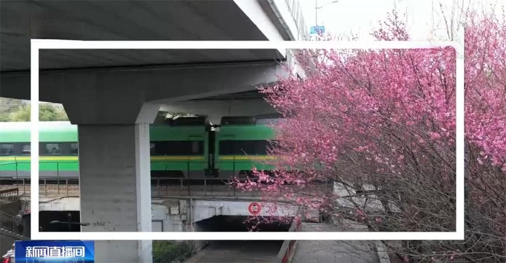 春天里的中国生机勃勃绘就锦绣画卷 “赏花经济”既有“颜值”又有“产值”