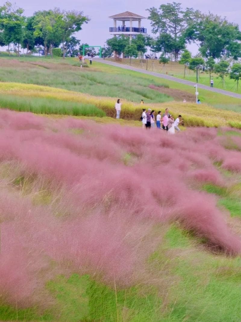精选深圳11大秋季限定景色，打卡粉红芒草/金黄稻田