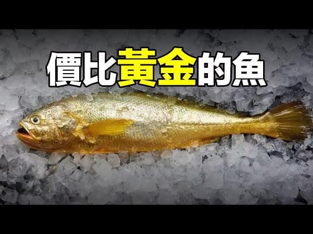 大黄鱼的营养价值与历史地位