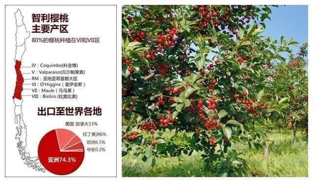 “车厘子”好吃，“地理知识”有味！