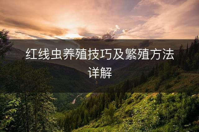红线虫养殖技巧及繁殖方法详解