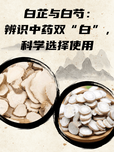 白芷与白芍：辨识中药双“白”，科学选择使用