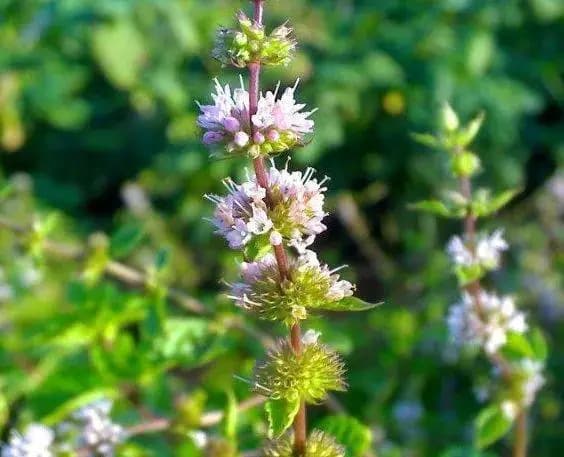 十香菜、荆芥、薄荷等河南常吃调味品有何区别？快来了解