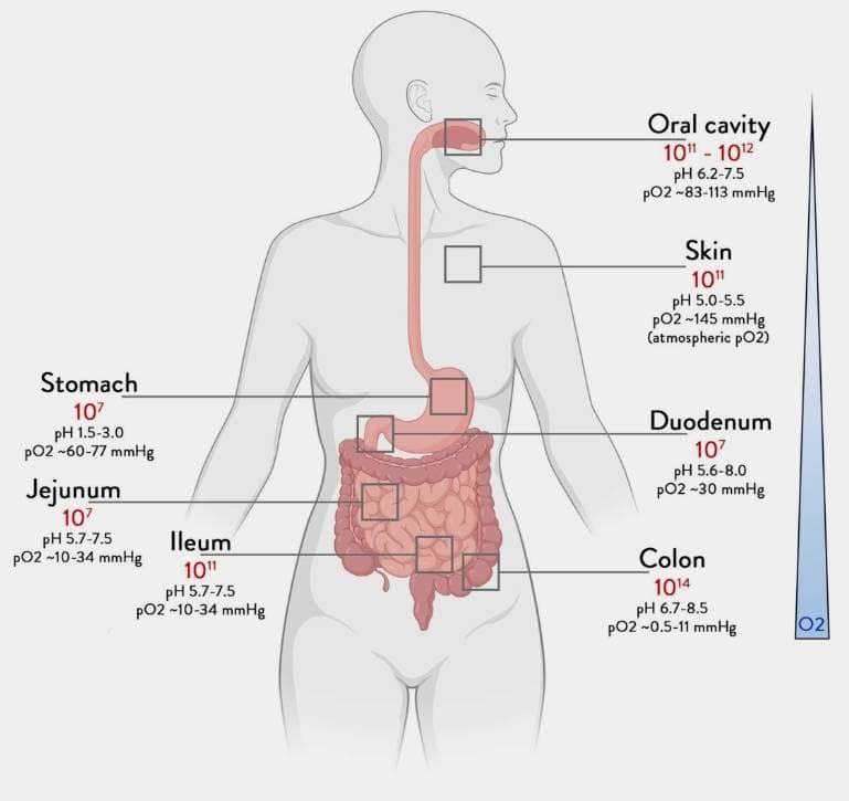 人类肠道微生物组成及其在疾病早期诊断中的意义