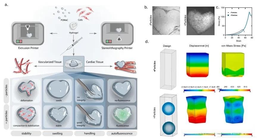 《Bioact. Mater.》：高机械稳定性的3D打印生物水凝胶