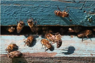 牛津大学新研究：在治疗咳嗽和普通感冒方面，蜂蜜比药物更有效