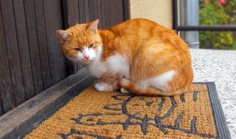 猫的神秘世界，了解这些，你也能成为猫咪专家
