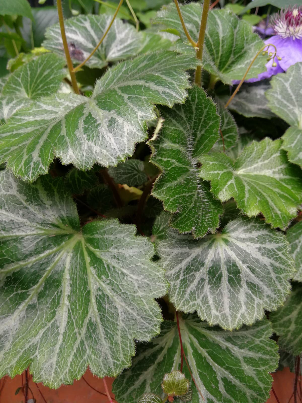 植物与十二生肖：植物里的“虎”！