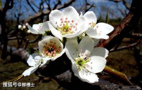 以《屈原列传》为例，试分析《史记》中的春秋笔法