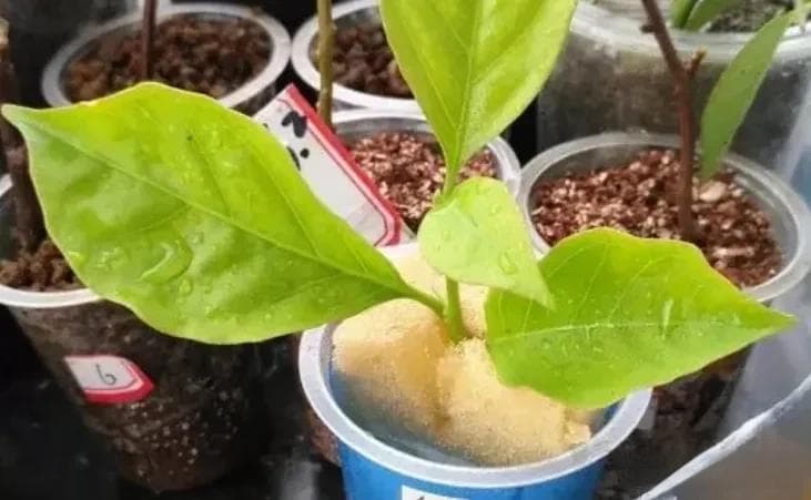 巧用一块“海绵”进行扦插繁殖，7 天即可出新根，成活率大幅提升！