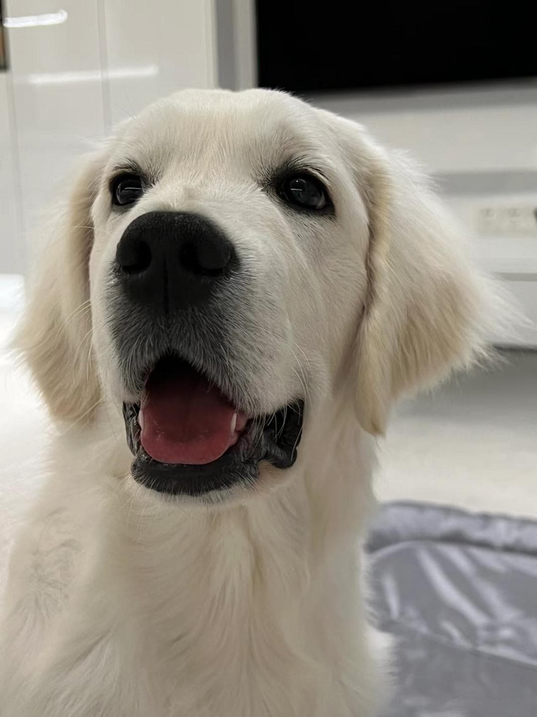 狗狗换牙：成长的烦恼与快乐