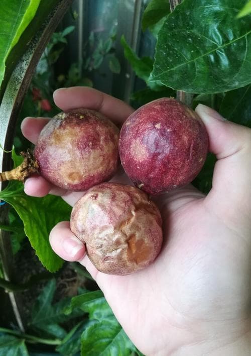 百香果的生长季节及成熟期（探寻百香果的成熟奥秘，享受美食之旅）
