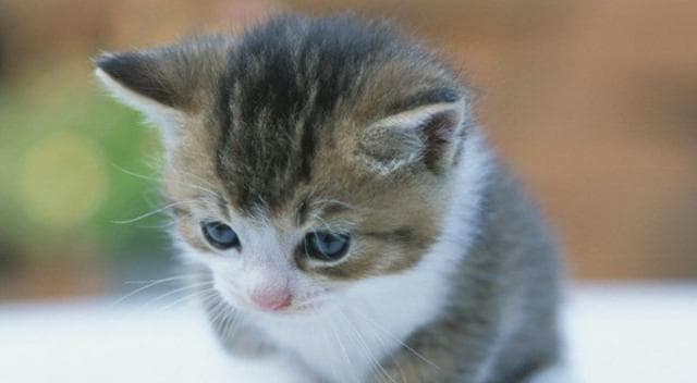 猫咪取名指南：15种创意方法让你的爱宠脱颖而出