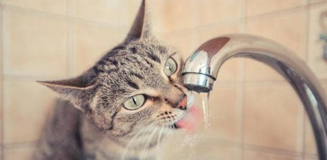 如何让宠物猫咪多喝水？（15种方法帮助猫咪养成饮水习惯）