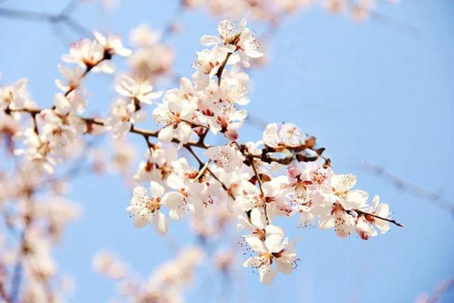 正月初六立春，除了要“咬春”，还有很多讲究