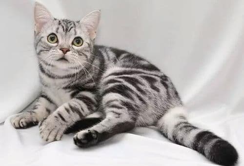 美国短毛猫选猫粮，品质优先。