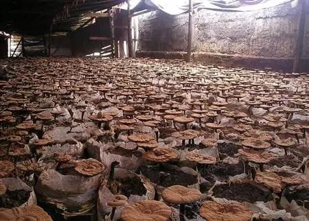 温室大棚种植灵芝需要什么条件