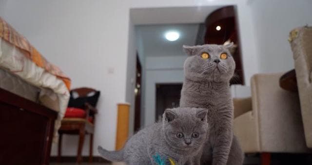 猫咪的感受世界（从宠物角度探究猫咪的感官体验）