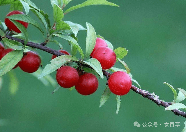 郁李仁的功效与应用：从润肠通便到利水消肿