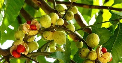 红豆种植全攻略：从育苗到收获的完整指南