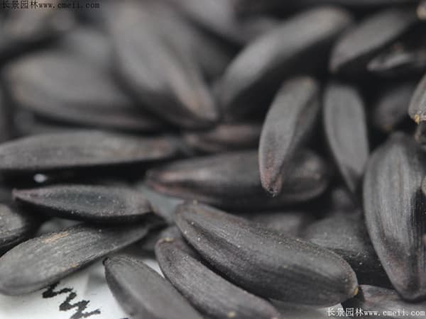 向日葵的种子是瓜子吗？可以食用吗？有观赏性的吗？