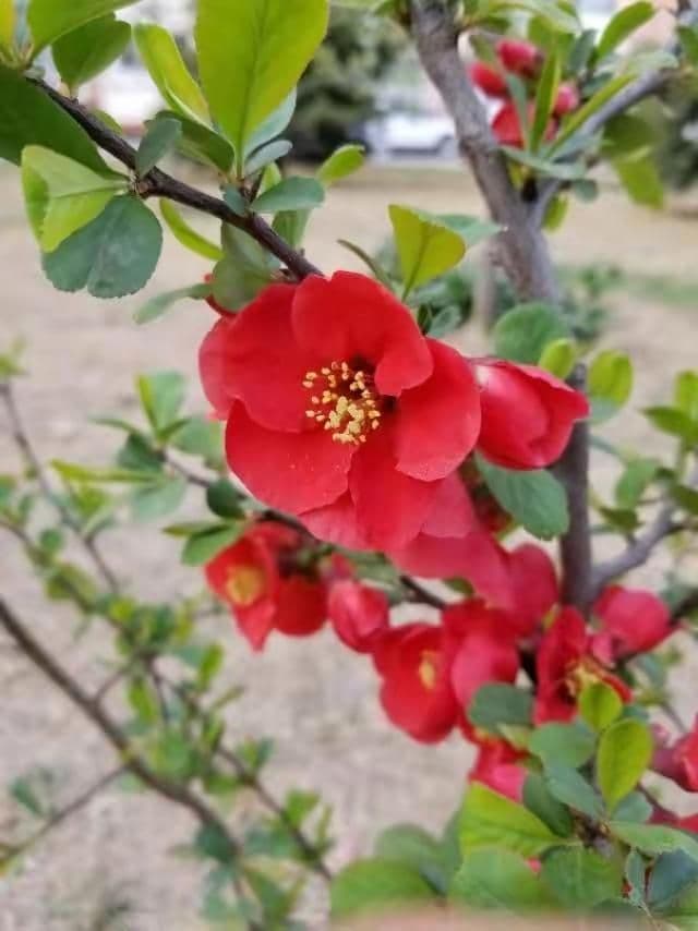 6种木本海棠花的识别要点