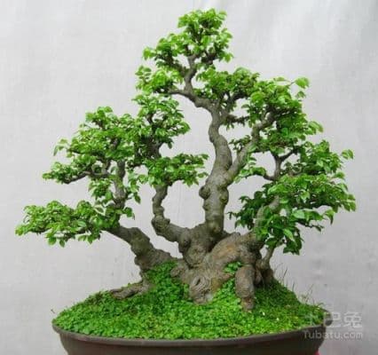 榆树盆景修剪与养殖完全指南