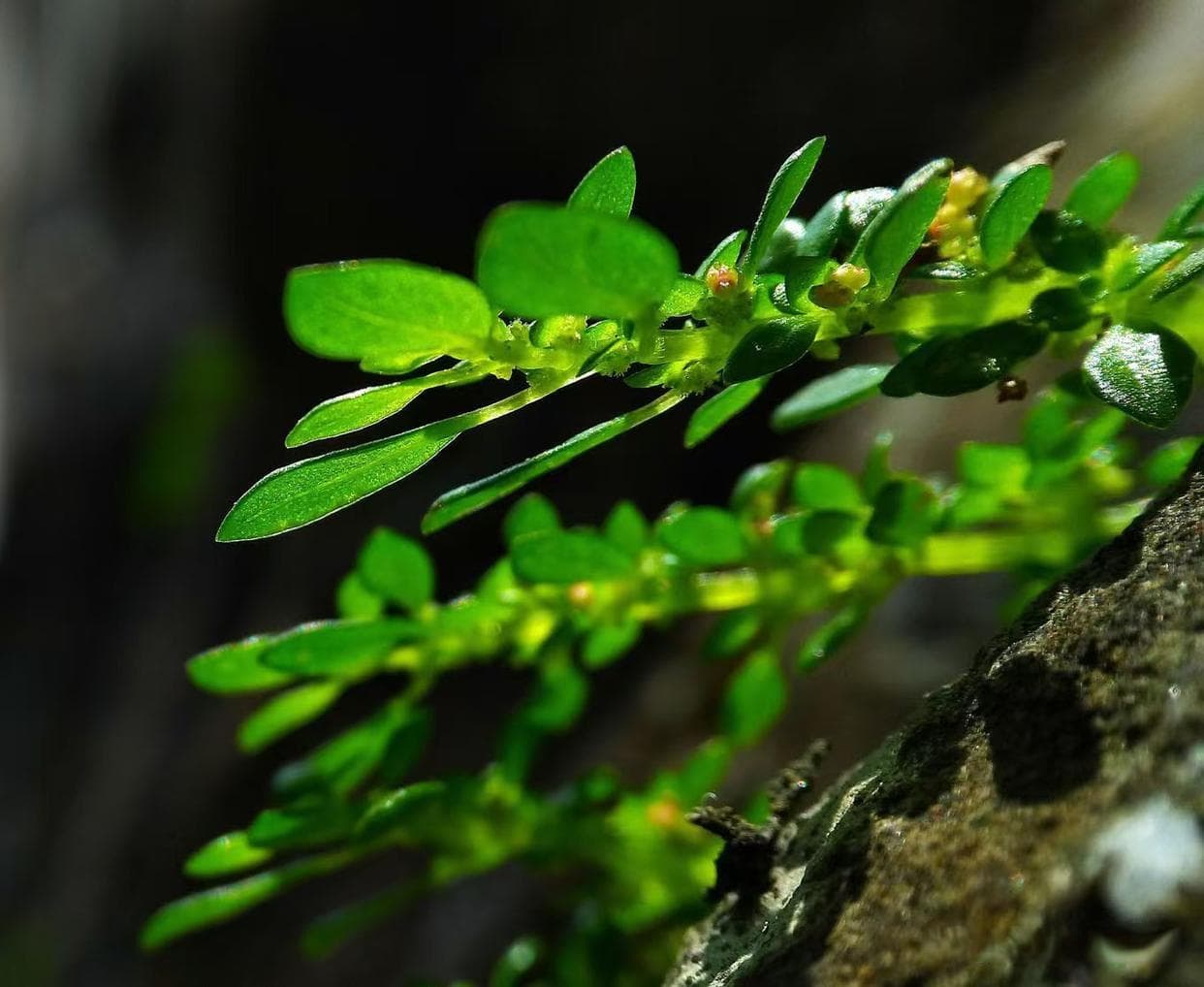 情节安排的波澜技巧严谨技巧 任务点二分析情节技巧
