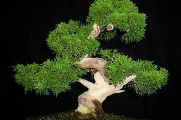 植物风水讲座：用绿植调和家庭气场