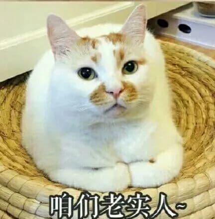 预防猫咪细菌感染，守护宠物健康