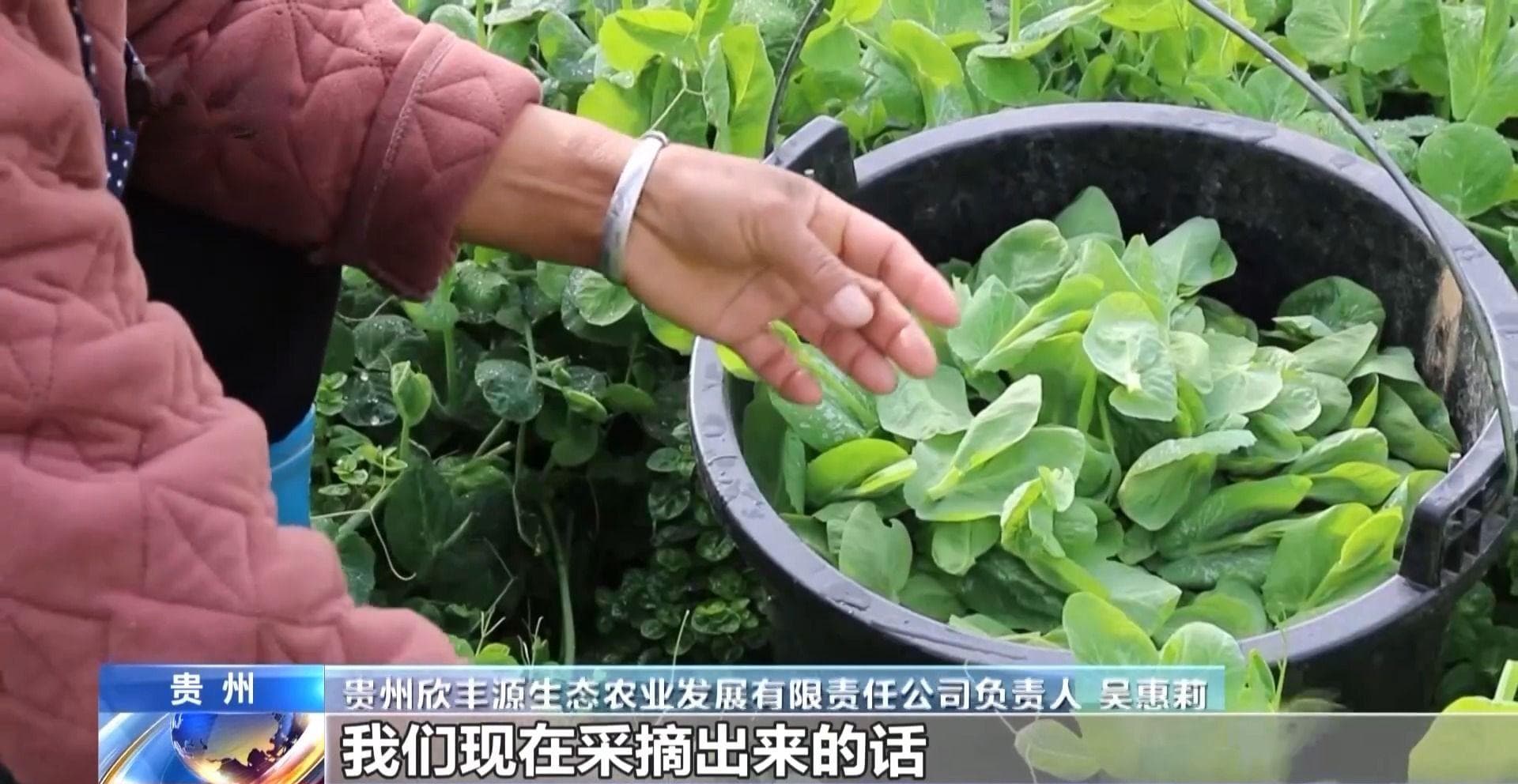 过年菜篮子“水灵灵” 大山里“豆贝”和沙漠里蔬菜都上线了