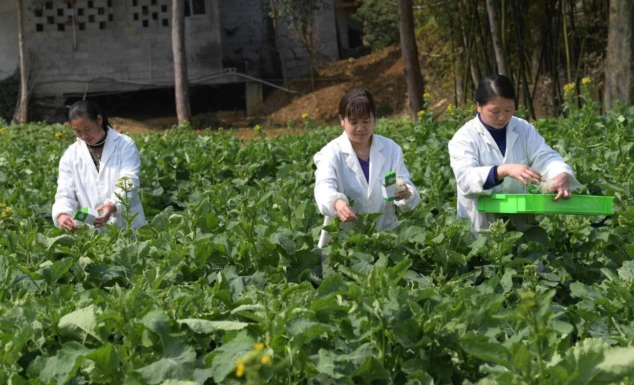 这个杀手不太冷：利用天敌防治害虫
