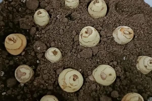 香雪兰种球种植全攻略：从选球到养护的详细指南