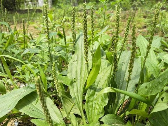“车前草”是个宝，用来泡水喝，或能帮助解决5大问题