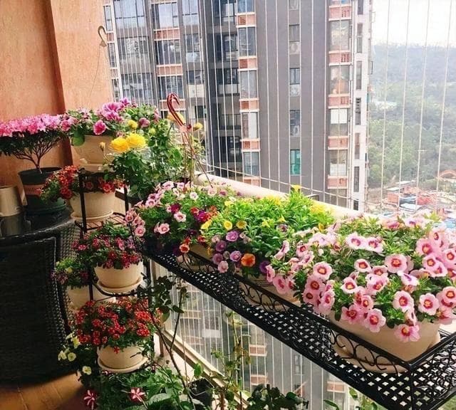 耐寒好养的10种“香香花”，花美味道香喷喷，养在家里一屋子香气