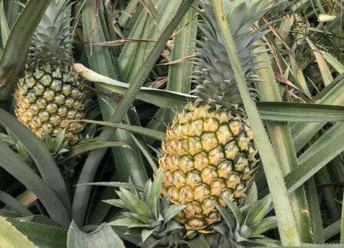 菠萝的生长环境与特性：从原产地到全球种植
