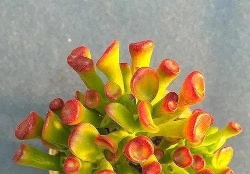吸财树的养殖方法和养护要点（从选择品种到施肥养护，一篇全面的吸财树养殖指南）