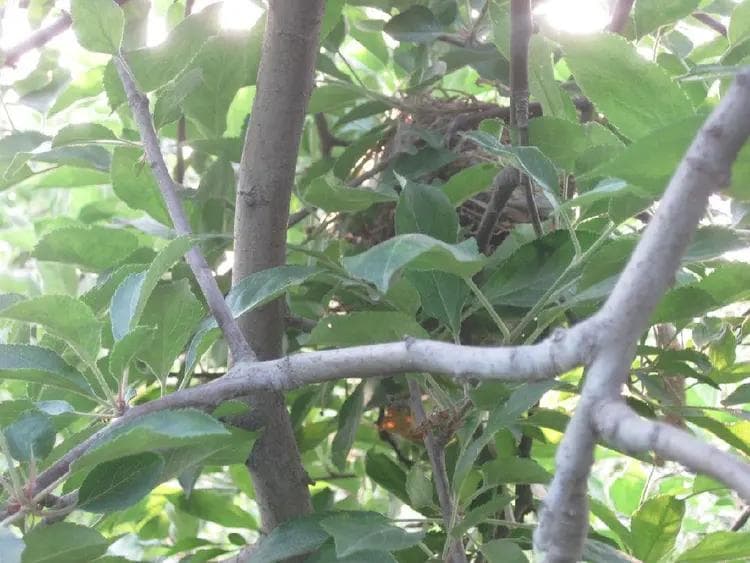 苹果：从起源到栽培的全面解析