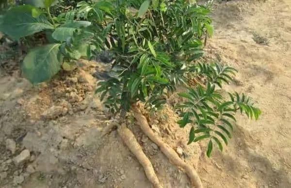 牛大力（南海藤）：一种兼具药用和食用价值的豆科植物
