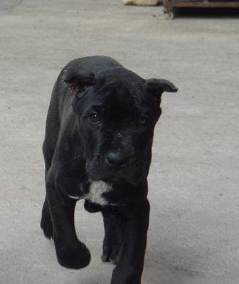 卡斯罗犬：文雅、友好又温顺的理想宠物