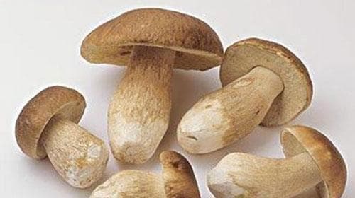 牛肝菌的功效与作用、禁忌和食用方法