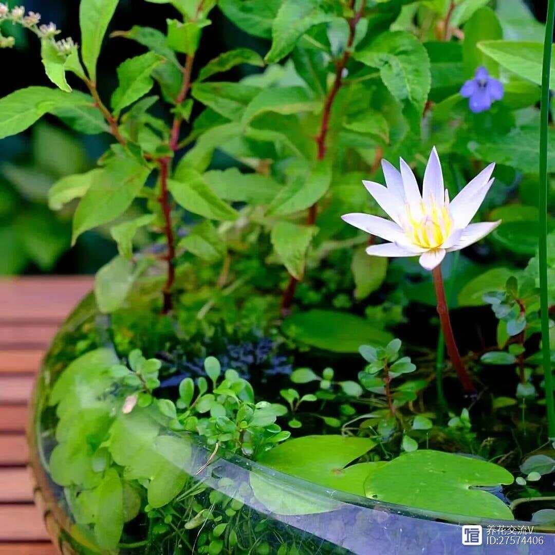 睡莲养护指南：从到手到开花的关键要点