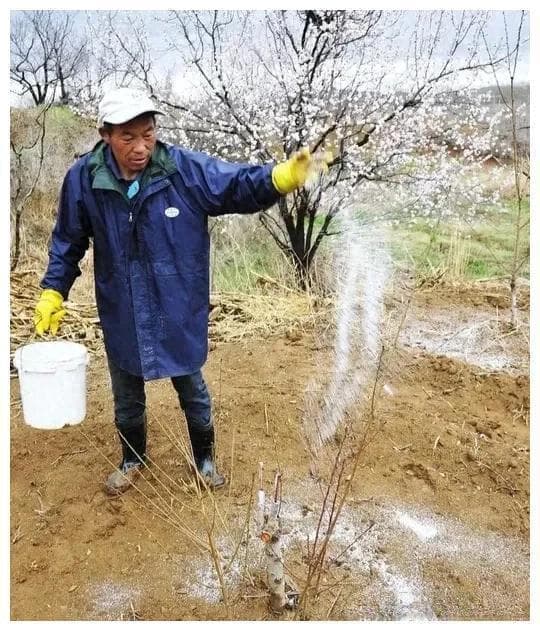雨后施肥效果最佳，土壤湿度是关键