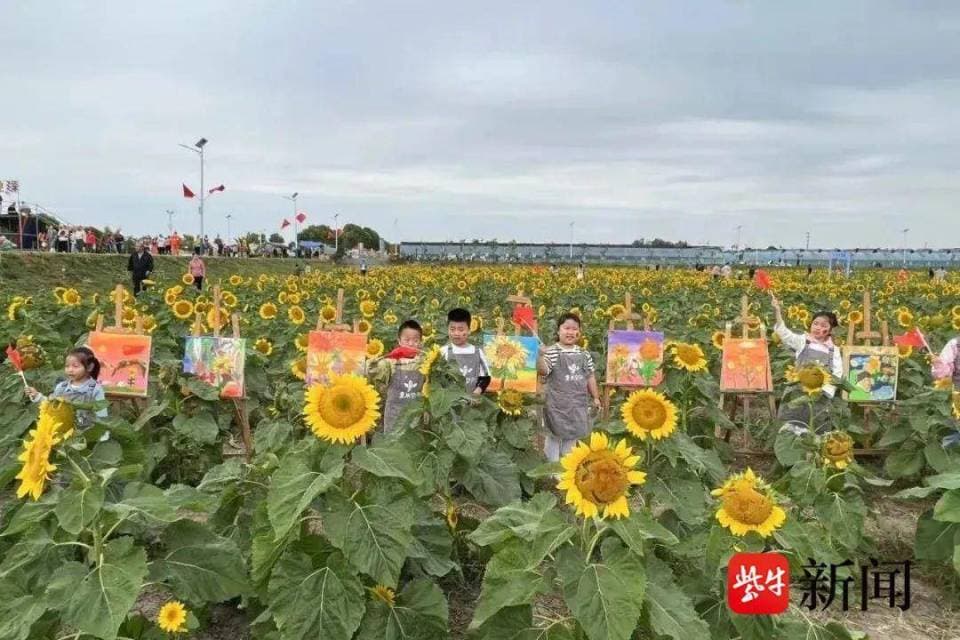 国庆假期，雄州钱仓葵园“揽客”近20万人次 解锁藏在一朵葵花中的“流量密码”
