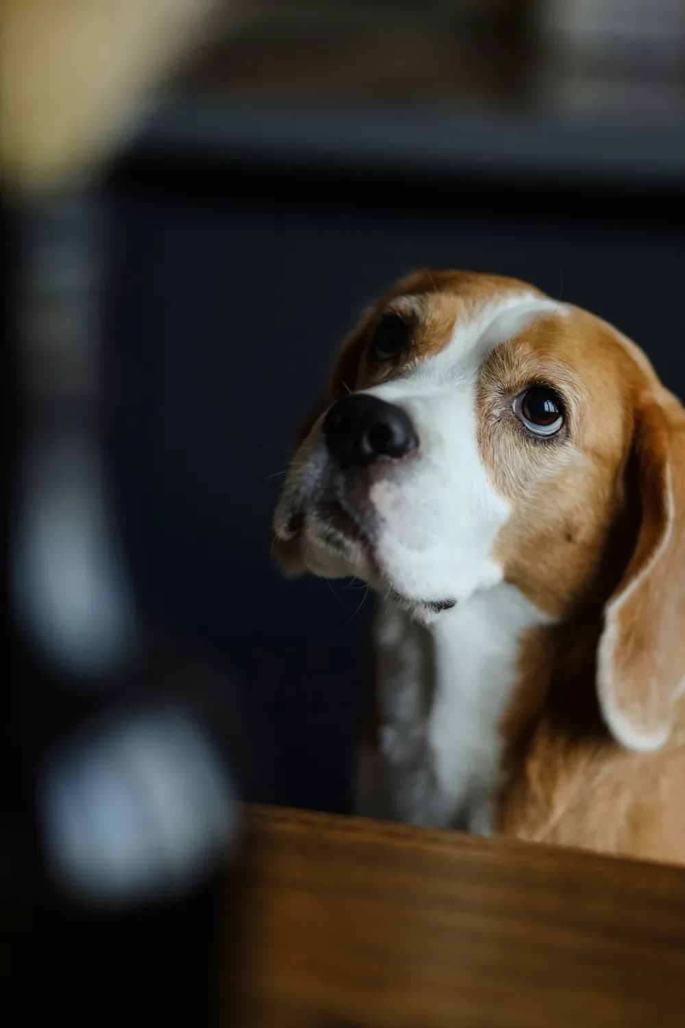 比格犬与忍人主人的爆笑生活
